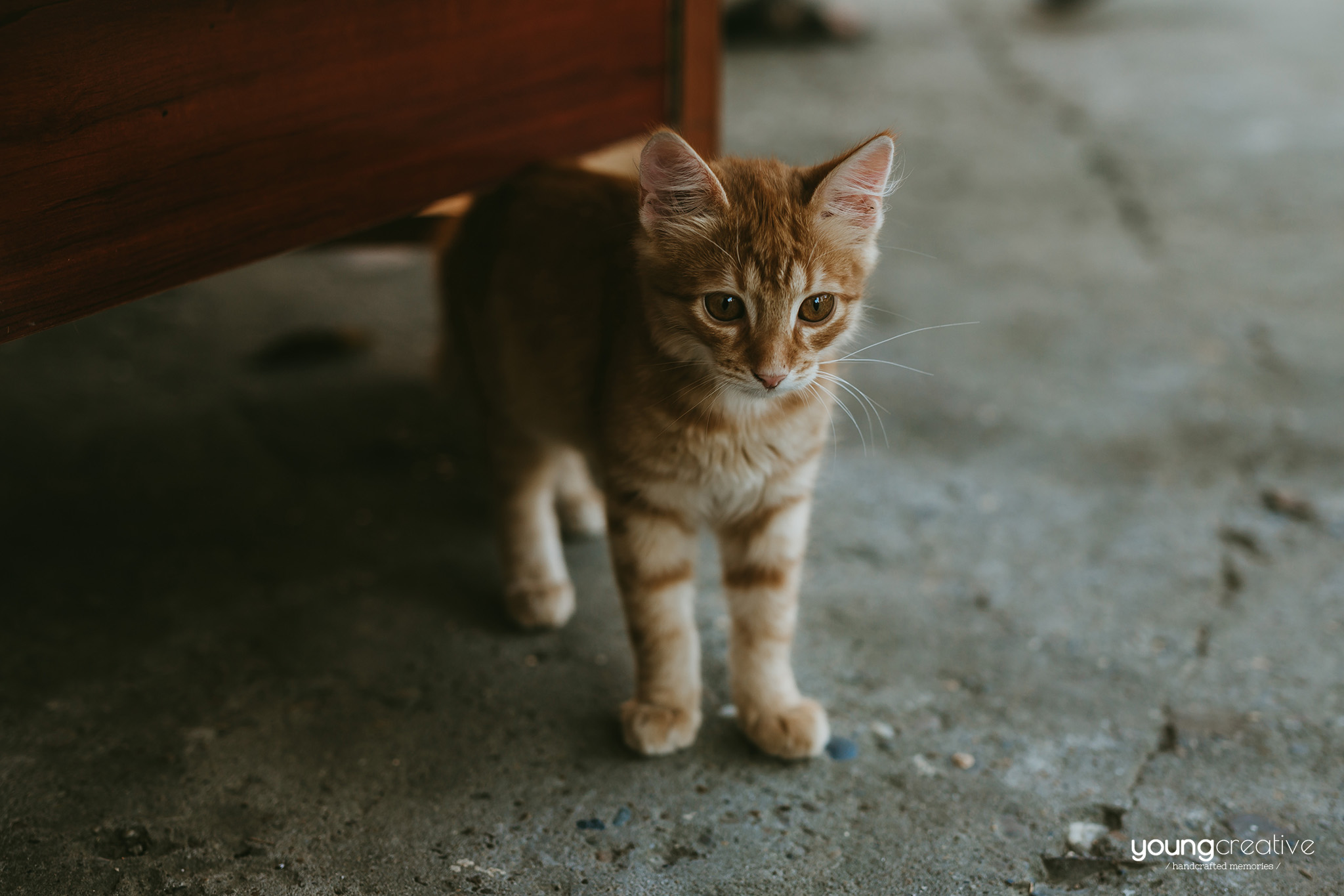 Iuliana & Cristian | youngcreative.info media © Dan Filipciuc, Cristina Bejan | fotografie nunta Roman
