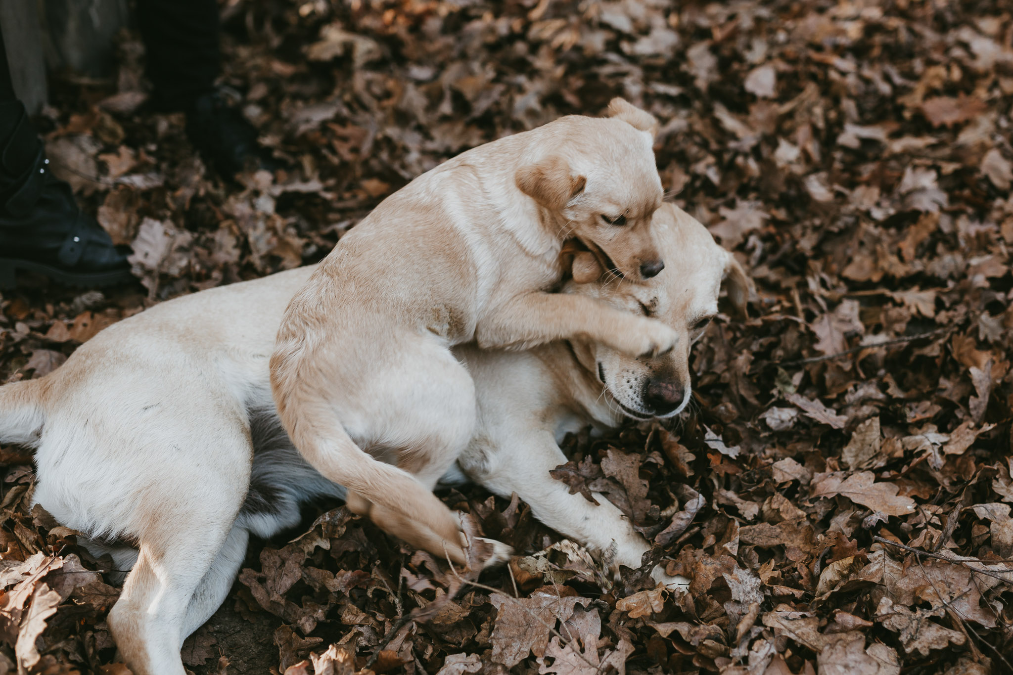 Claudia & Dragos, couple shooting | youngcreative.info media © Dan Filipciuc, Cristina Bejan | fotograf de destinatie, nunta