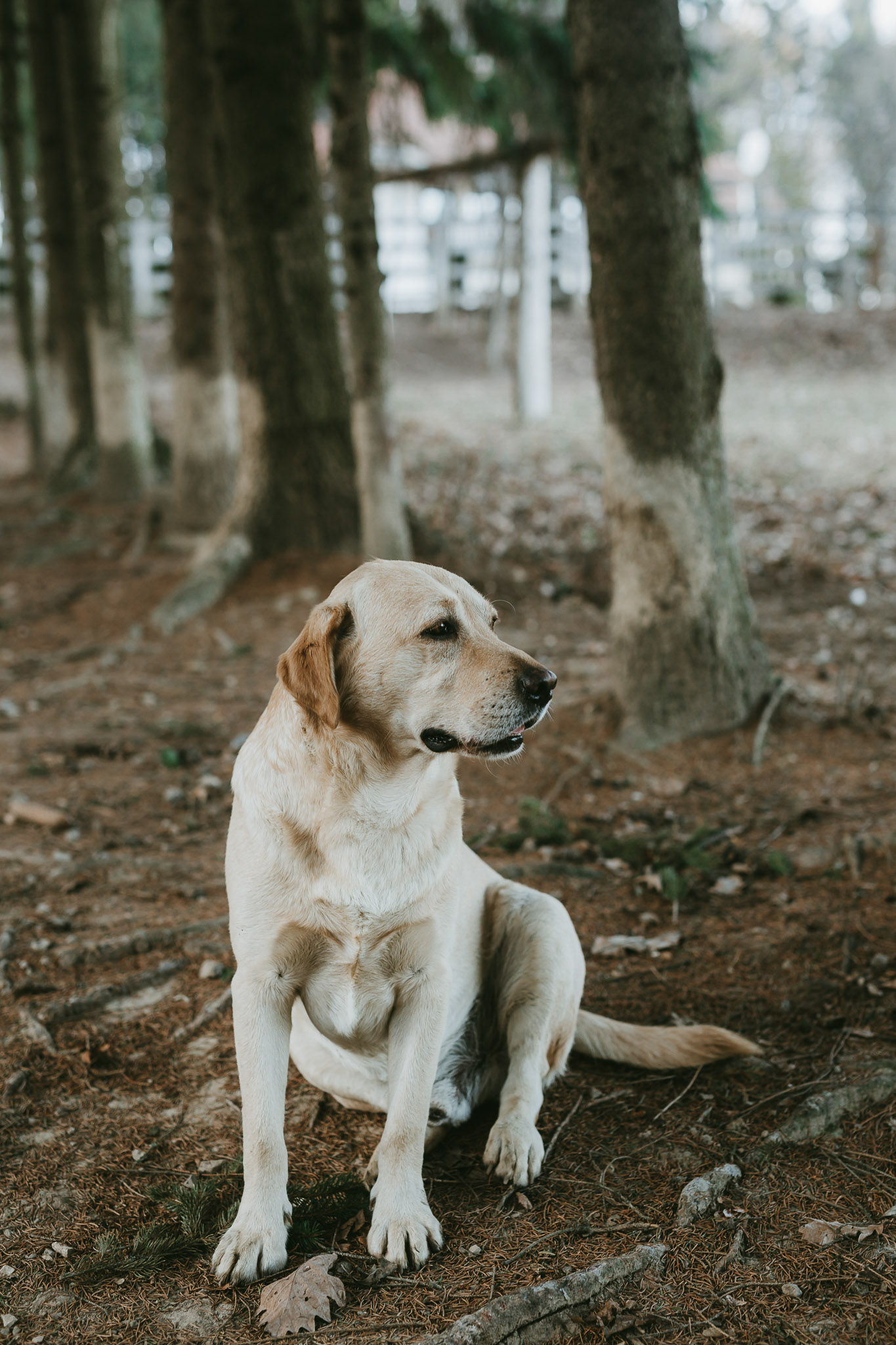Claudia & Dragos, couple shooting | youngcreative.info media © Dan Filipciuc, Cristina Bejan | fotograf de destinatie, nunta